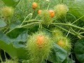 Bush passion fruit passiflora foetidawild edible