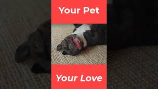 Watch Be Your Own Pet Love Your Shotgun video