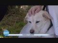 Viaggi a 4 zampe Viaggi a 4 zampe