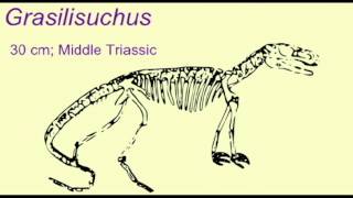 Pl2 Fossil Crocodiles Gracilisuchus