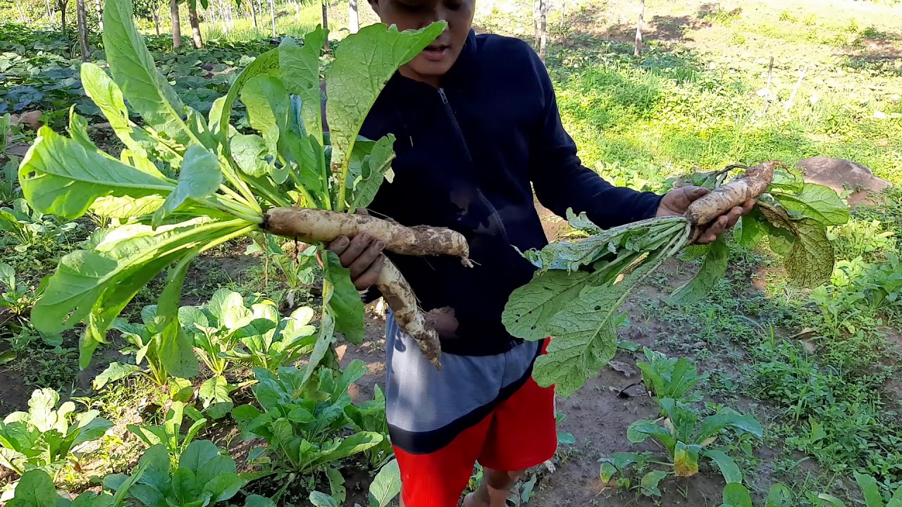 Harvesting Radish with Carl the Radish Man YouTube