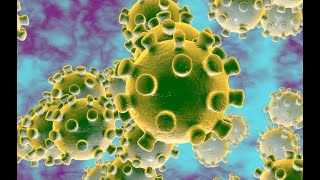 The sources of the novel Coronavirus, which spread the COVID-19 virus globally