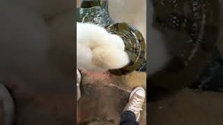 Giant Anaconda Take Down Rabbit! #reptiles