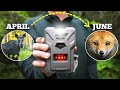 3 Months of trail cameras on my Wildlife Homestead (SPRING)