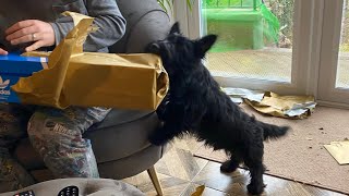 Funny Scottie Puppy wanting some attention