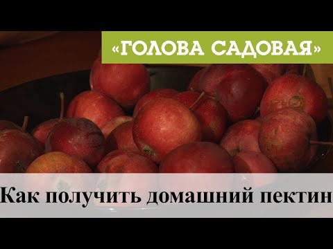 Голова садовая - Как получить домашний пектин