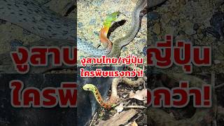 สาบคอแดงไทย VS สาบคอแดงญี่ปุ่น ตัวไหนพิษแรงกว่ากัน!
