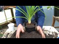 How to pot on agapanthus