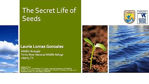 The Secret Life of Seeds by Laurie Gonzales
