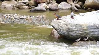 Torrent Duck at Guango Lodge | WILD ECUADOR ADVENTURES Torrent Duck at Guango Lodge | WILD ECUADOR ADVENTURES