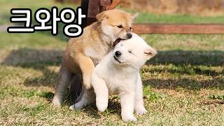 자매라도 성격이 다 다른건 당연한거라구욧!