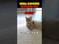 연애는 고양이한테 배워야하는 이유