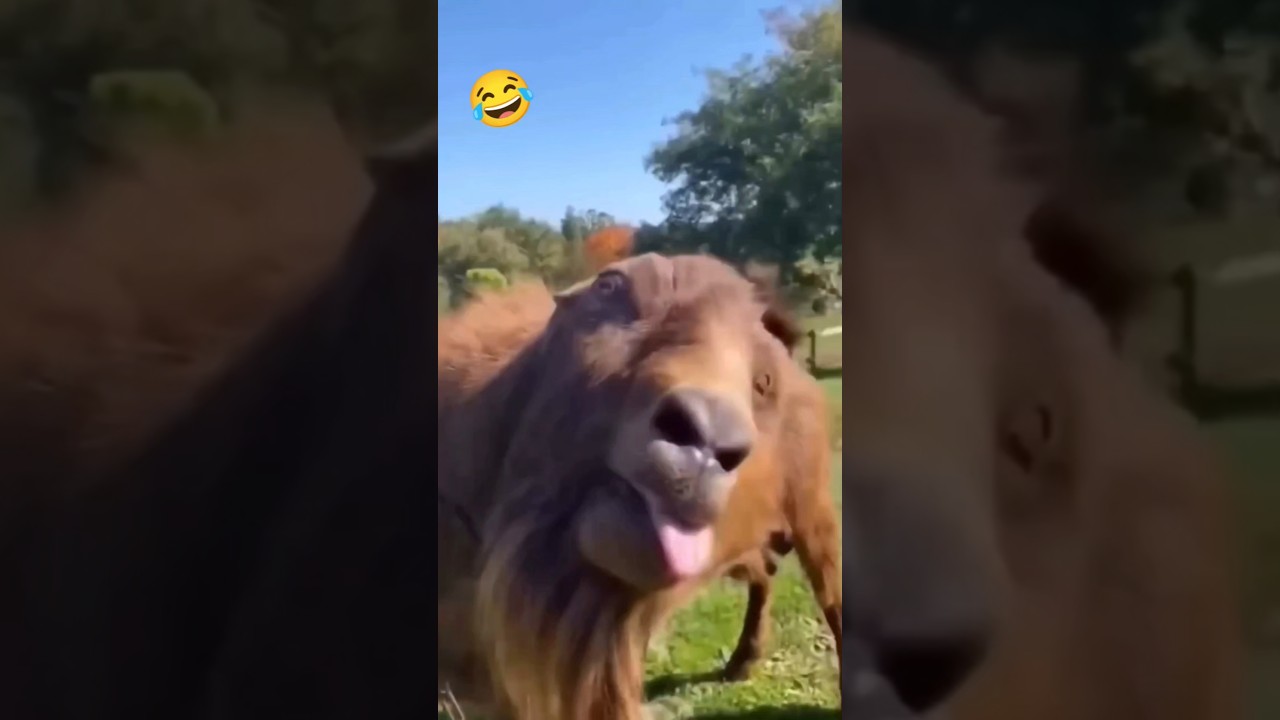 O no no😨😂 #funny #comedy #shortfeed #trending #viral #urk_suraj55