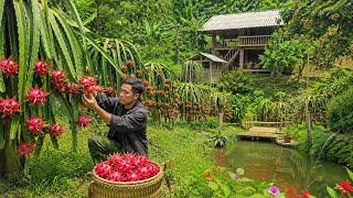 Disinfecting the farm and harvesting dragon fruit for sale – a self-sufficient lifestyle. screenshot 2