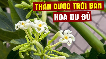 Cứ Lấy Hoa Đu Đủ Đực Luộc Lên Ăn KHỎE LÊN BẤT NGỜ Khiến Triệu Người Làm Theo