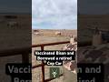 Vaccinated Bison and Borrowed a Retired Cop Car