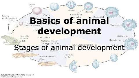 Basics of Animal Development: Different Stages of Development