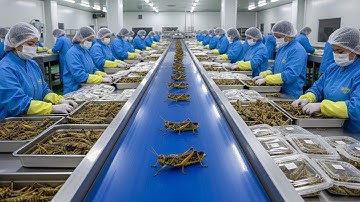 Inside the Grasshopper Processing Plant: From Farming to Edible Protein (Full Process)