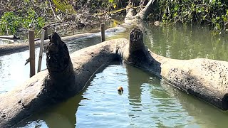Saat mancing kakap putih malah diserang segerombolan ikan penunggu akar pohon bakau