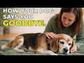 Psychology of Dogs in Their Final Days