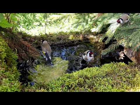 مقنين في طبيعة