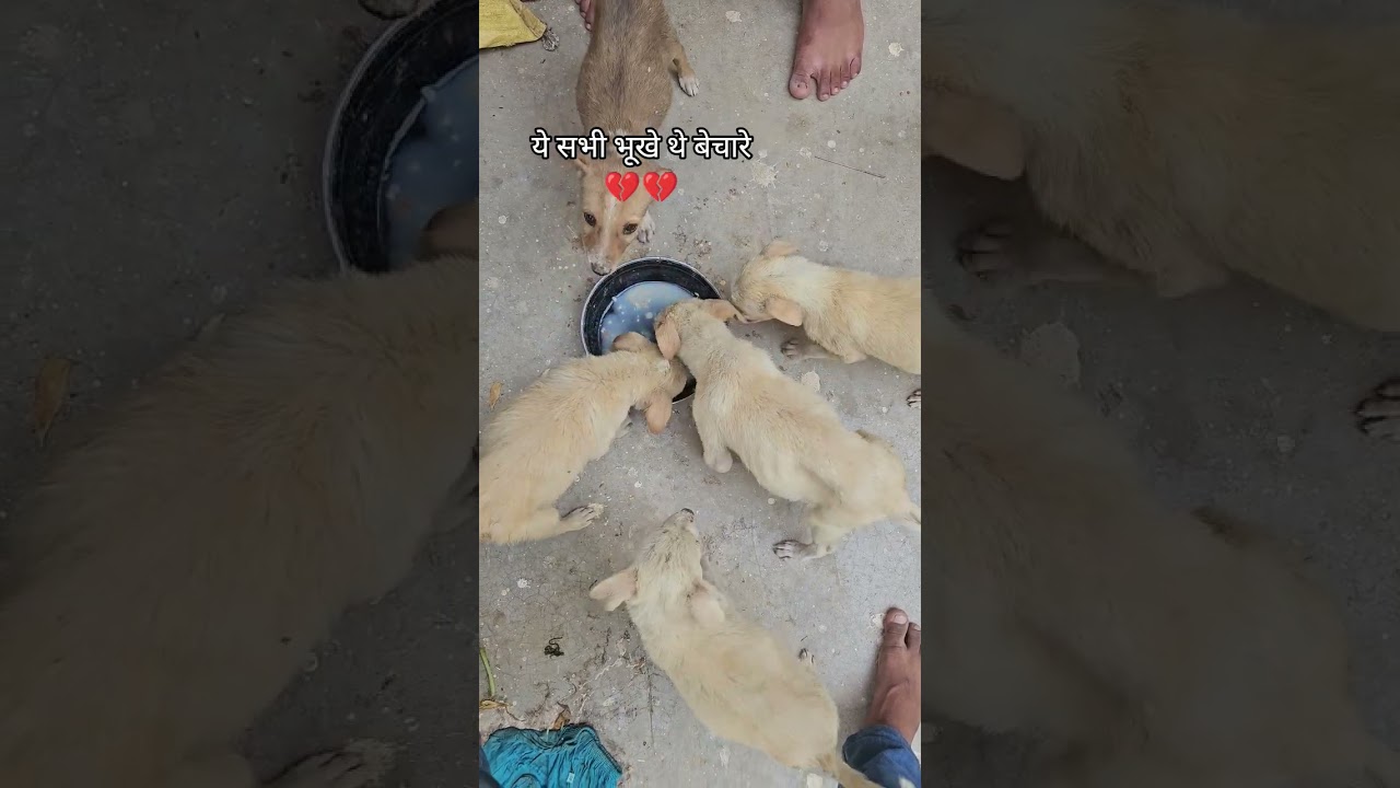 #shortsfeed #shortsviral #shortsyoutube #love #dog #dogshorts #puppy #puppylove #dogs