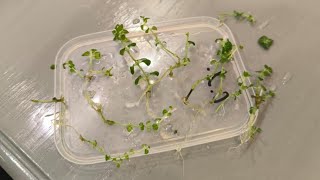 видео: Опыт покупки и укоренения гортензии INVITRO (клонирование в лаборатории.Меристемные растения) картинка: Опыт покупки и укоренения гортензии INVITRO (клонирование в лаборатории.Меристемные растения)