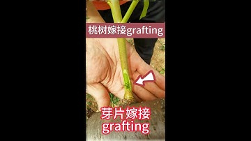 1分鐘教你如何嫁接果樹，採用芽片嫁接方法，成活率高，簡單易學1 minute to teach you how to graft fruit trees,use bud grafting method