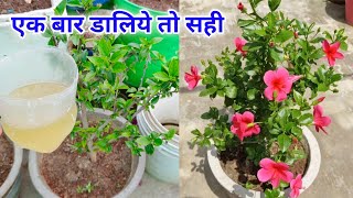 गुड़हल मे ये डालिए दोस्तों फूलों - कलियों के लिए / Hibiscus Plant Care Tips Fertilizer / Gudhal ki