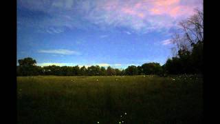 Timelapse Fireflies