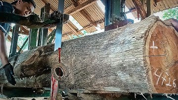 surprising discovery while sawing teak logs