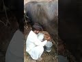 Funy shorts video #funny #funnyvideo #funnyshorts #newfunnyvideo #2023funnyvideo  #milk #dairyfarm