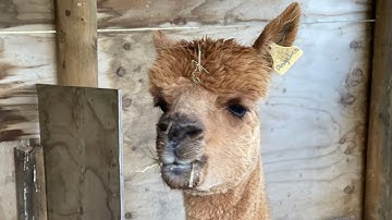Alpaca Identification. BEST methods for HAPPY ALPACA