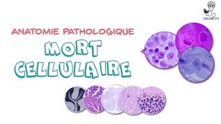 Différence entre l'apoptose et l'autolyse