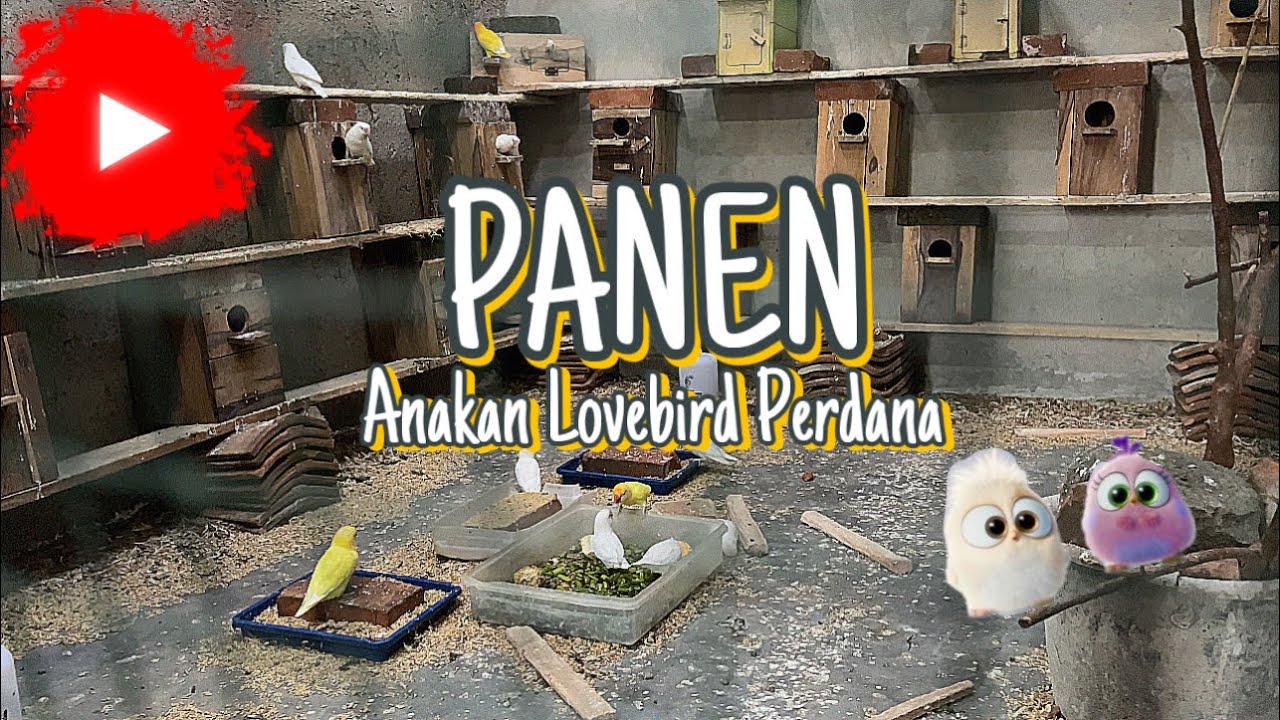 PANEN ANAKAN LOVEBIRD DI KANDANG KOLONI | Panen Lovebird Kandang Koloni