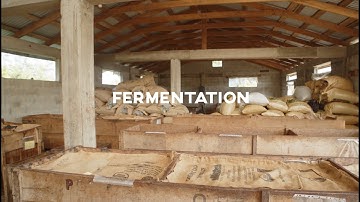 Cacao fermentation