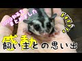 モモンガ赤ちゃん1日目〜100日目までを繋ぎ合せた動画【感動】