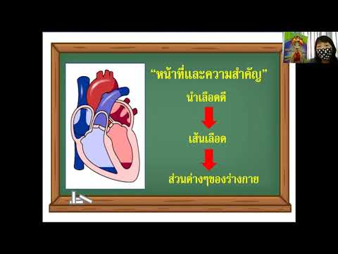 ระบบไหลเวียนโลหิต หน้าที่และความสำคัญ ป.6