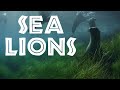All about sea lions for kids sea lion facts and information for children  freeschool