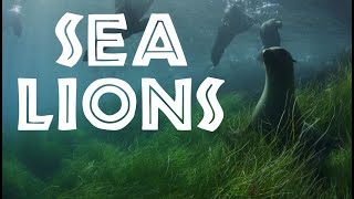 All About Sea Lions for Kids: Sea Lion Facts and Information for Children - FreeSchool by Free School 163,499 views 1 year ago 8 minutes, 12 seconds