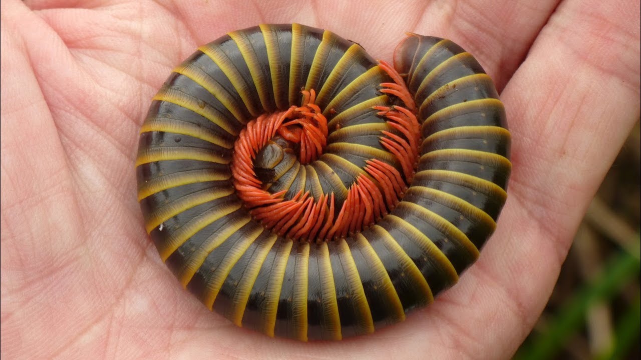 giant millipede