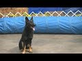 Beautiful German Shepherd Beautiful German Shepherd