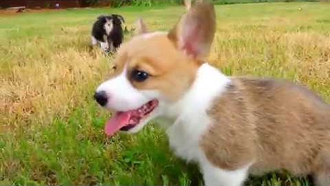 SIA - Puppies Are Forever