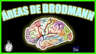 QUÉ SON LAS ÁREAS DE BRODMANN? - Explicado en un minuto