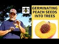 Germinating Peach Seeds