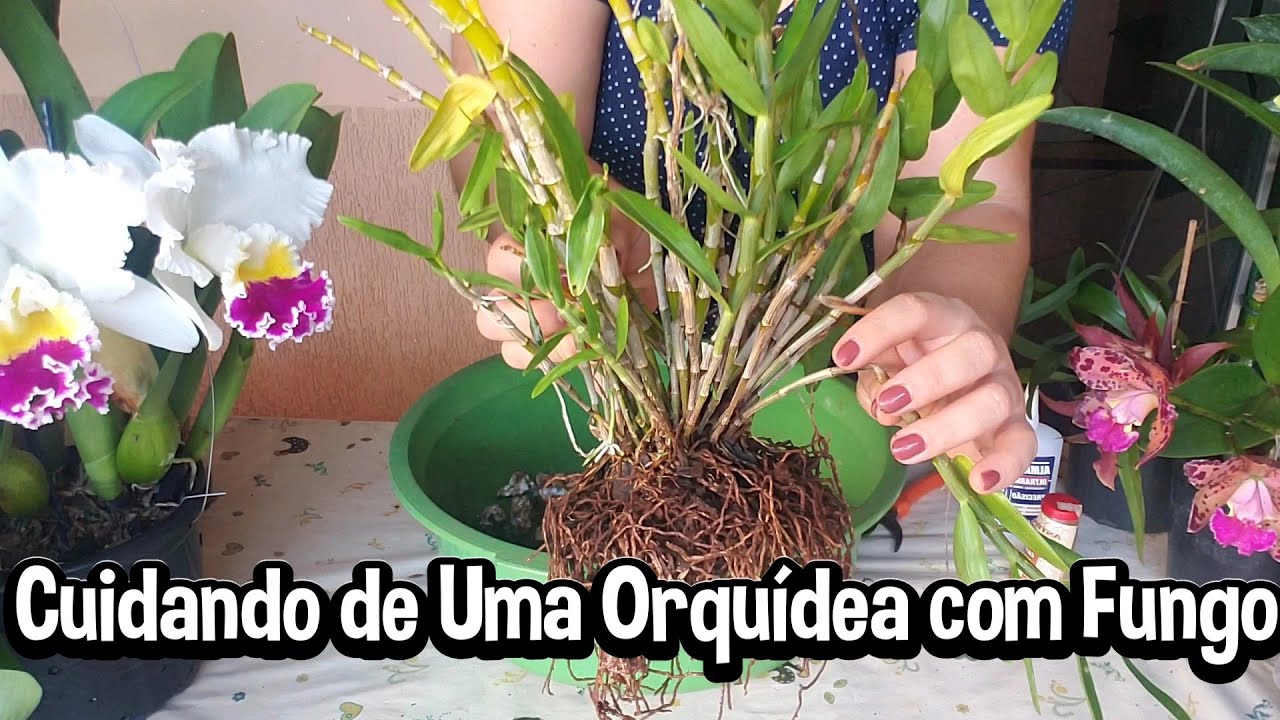 Como CUIDAR de Uma ORQUÍDEA COM FUNGO e Um Pouco da ROTINA AQUI NA ROÇA | Juliane Becker