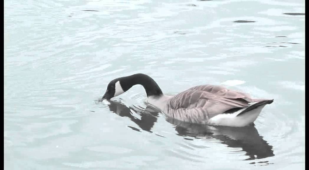 Roundhay Park on Streets of Leeds