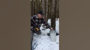 Birch Syrup Tree Tapping