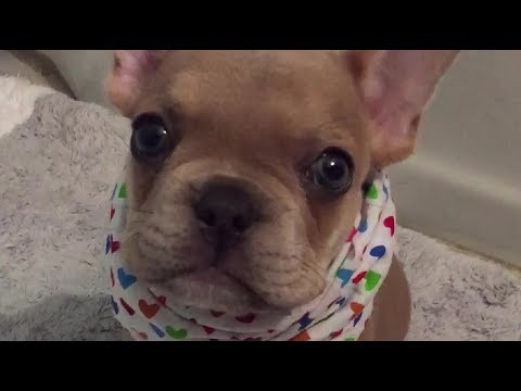 adorable-puppy-tries-his-best-to-say-"i-love-you"