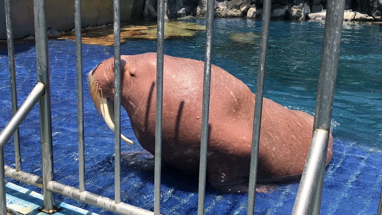 โชว์ให้อาหารวอลรัส ซาฟารีเวิลด์ - Walrus Feeding Show Safari World